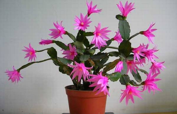 假昙花多开花的养殖方法