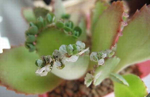 宽叶不死鸟的简单养殖方法