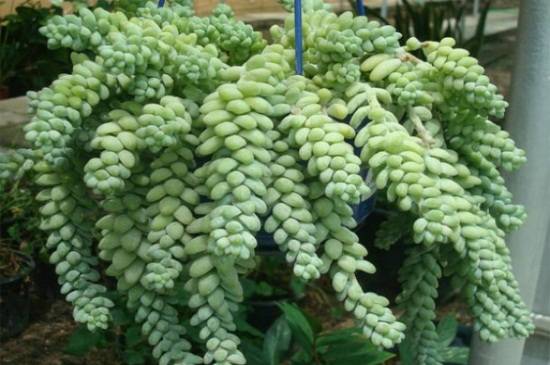 玉坠多肉养出瀑布效果的养殖方法