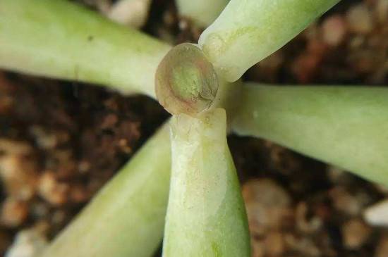 多肉什么时候砍头 最佳断头时间在春秋