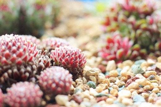 长生草怎么长好看的养殖方法