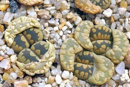 生石花的正确浇水方法技巧