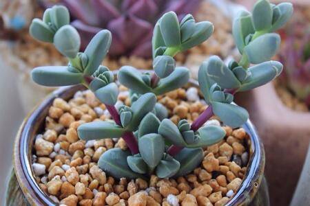 鹿角海棠徒长了该怎么办