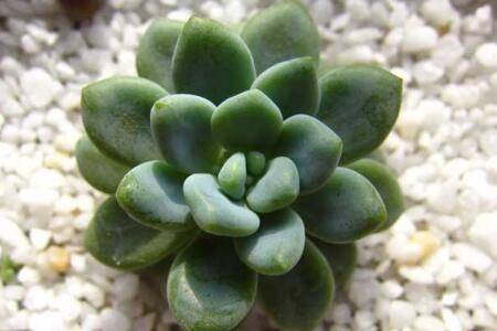 凝脂莲爆盆养殖方法