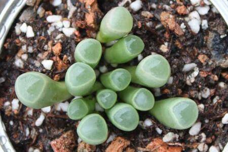 五十铃玉的养殖方法和注意事项