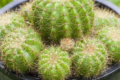 关于仙人球的养护方法分享