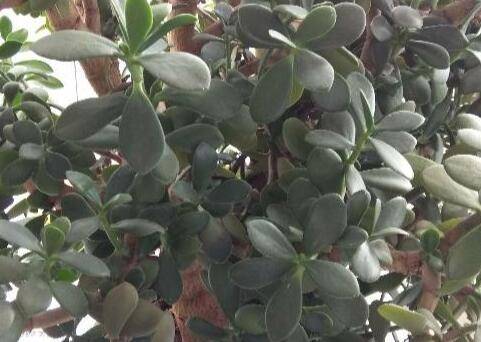 燕子掌的日常管理怎么养护