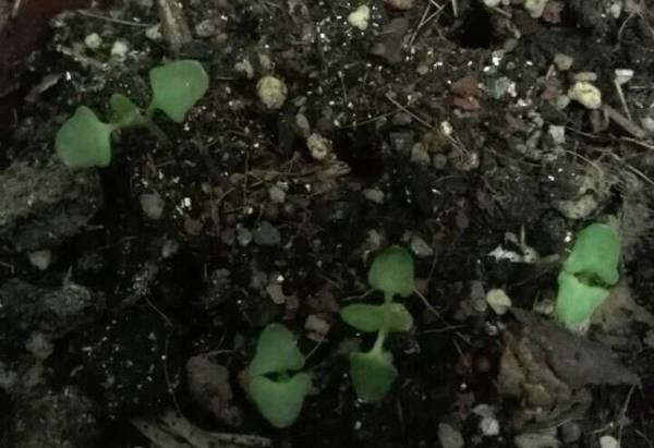 薰衣草种子好种吗 薰衣草的播种种植方法