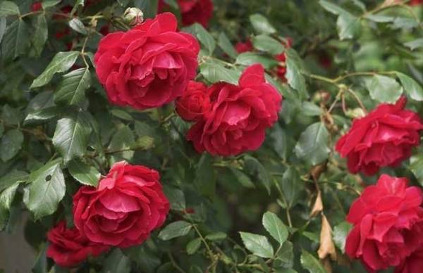 玫瑰花种子怎么种 分享正确种植方法