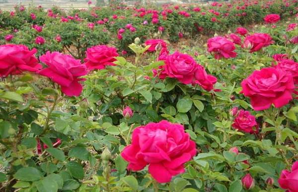 玫瑰花种子怎么种 分享正确种植方法