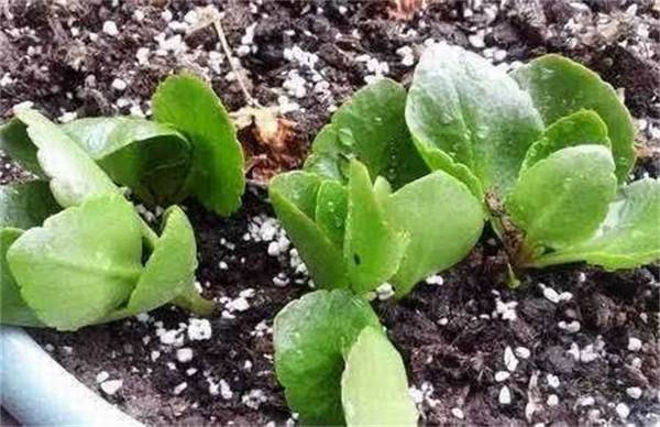 长寿花扦插最佳时间及繁殖技巧