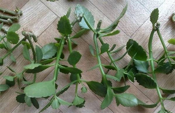 长寿花扦插最佳时间及繁殖技巧