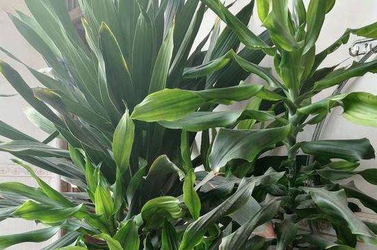 也门铁怎么扦插养殖