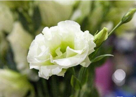 洋桔梗怎么扦插操作步骤分享