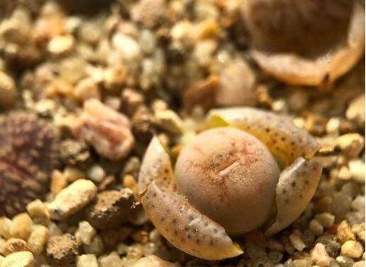 养生石花什么品种好?慎买“丑娥”这个品种