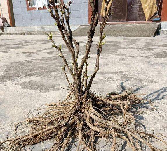 牧丹移栽嫁接的最佳时间季节