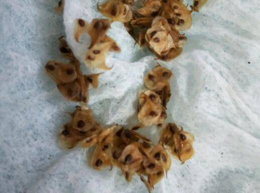 花毛茛什么时候种好 最佳种植时间和方法