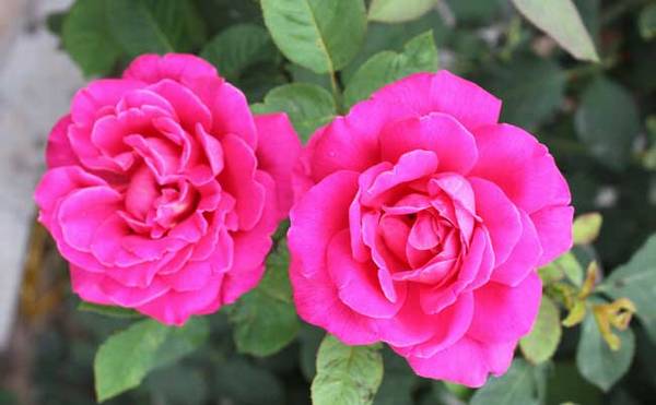 月季花种子播种成活率高的技巧