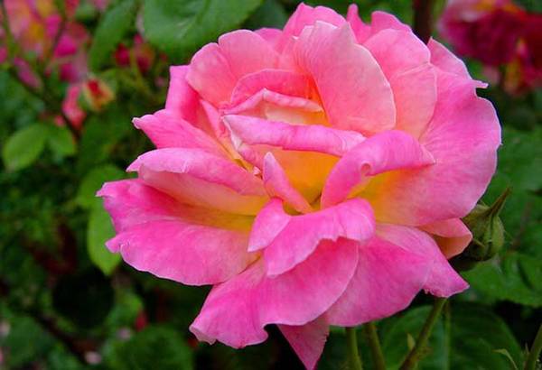 月季花种子播种成活率高的技巧