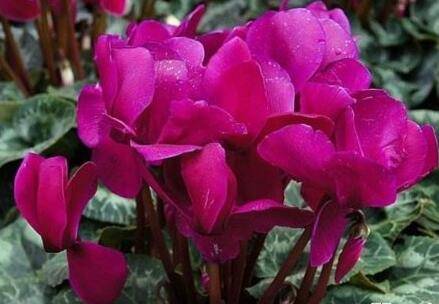 仙客来种子好种吗 仙客来种子的种植方法