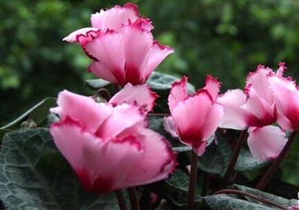 仙客来种子好种吗 仙客来种子的种植方法