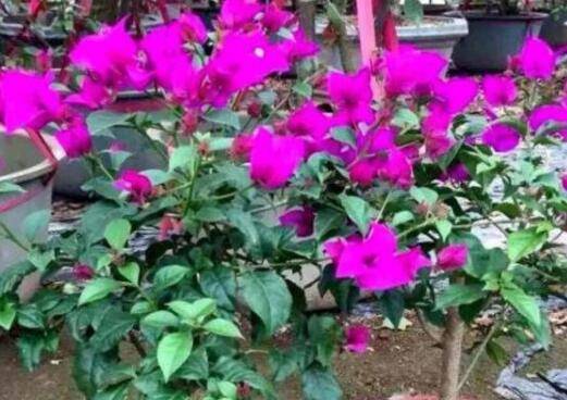 三角梅扦插用白糖生根方法