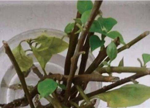 三角梅扦插用白糖生根方法