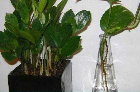 金钱树怎么扦插 2种方法快速生根