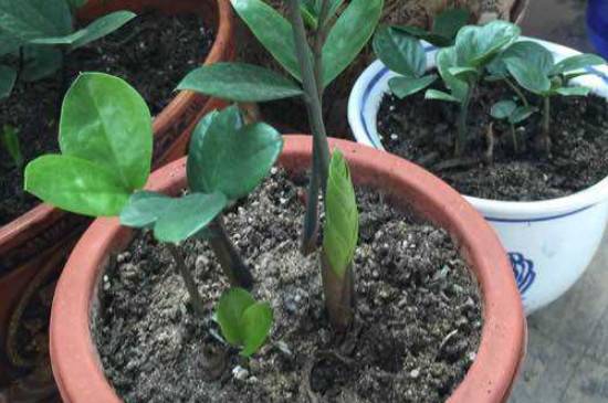 金钱树怎么扦插 2种方法快速生根