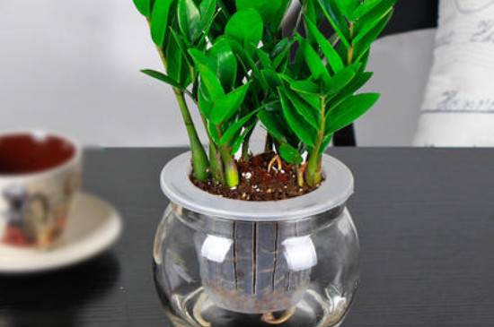 金钱树怎么扦插 2种方法快速生根