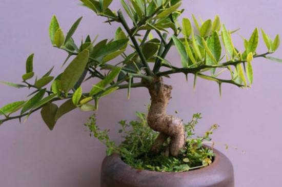 分享金豆扦插最简单的方法