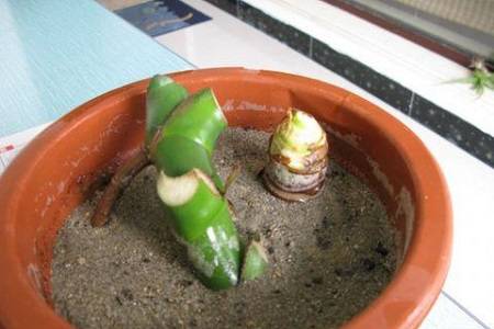 扦插龟背竹 龟背竹叶子扦插方法