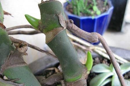 扦插好的龟背竹 龟背竹叶子扦插方法