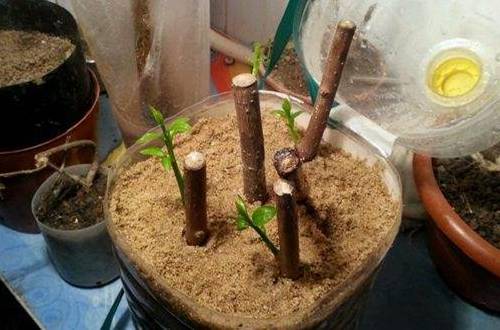 1541323438771129.jpg 腊梅怎么扦插