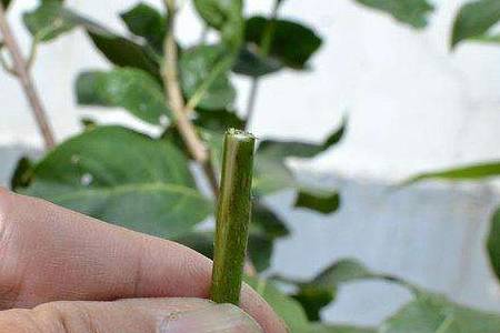 三角梅 三角梅怎么嫁接方法步骤详解