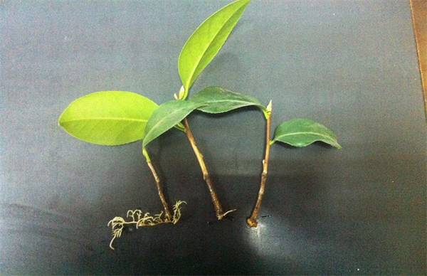 茶花怎么扦插的操作方法步骤详解