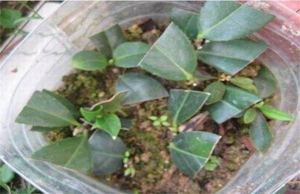 茶花怎么扦插的操作方法步骤详解