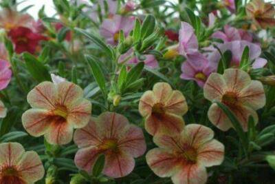 百万小铃舞春花怎么扦插繁殖