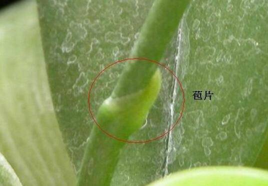 蝴蝶兰最简单的繁殖方法