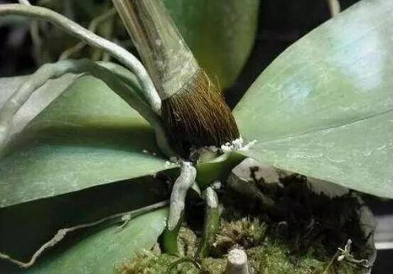 蝴蝶兰最简单的繁殖方法