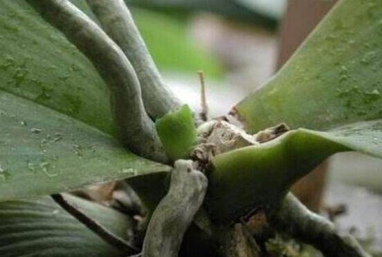 蝴蝶兰最简单的繁殖方法