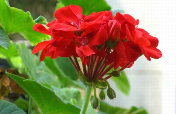 天竺葵怎么扦插的繁殖方法