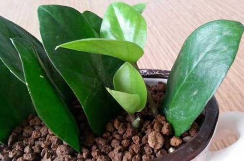 1482994068113603.jpg 金钱树怎么扦插繁殖