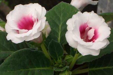 大岩桐的水插繁殖方法100%能成活