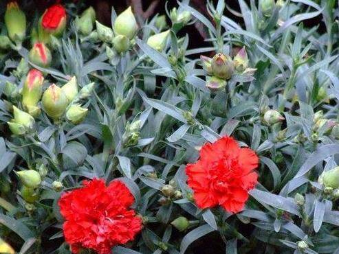 康乃馨怎么扦插移栽