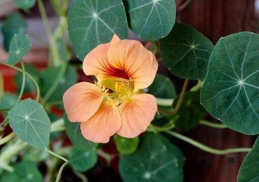 旱金莲种子怎么播种