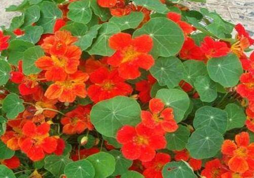 旱金莲种子怎么播种