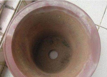 栀子花的扦插繁殖图文教程