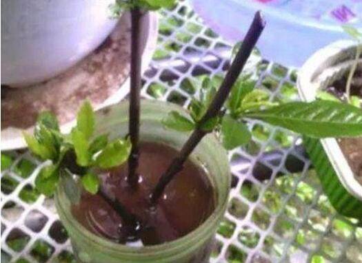 栀子花的扦插繁殖图文教程