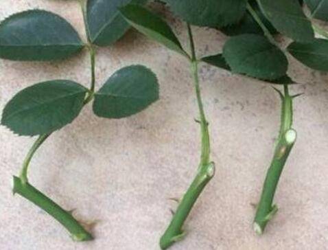 夏季扦插月季花三步就能搞定